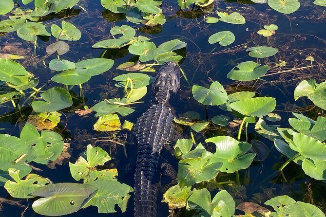 Everglades National Park: 3 Hikes + 90 minute Boat Tour + Lunch - Who Will Love This Tour?