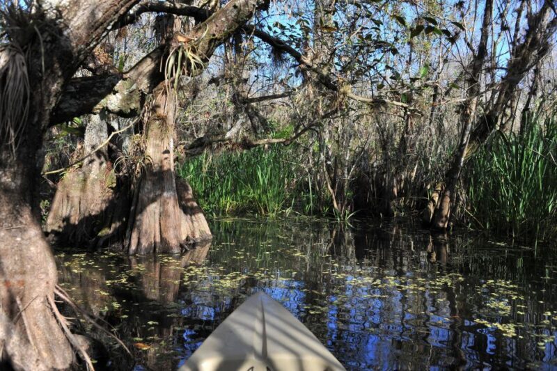 Everglades National Park: Mangrove Tunnel Kayak Eco-Tour - An In-Depth Look at the Mangrove Tunnel Kayak Eco-Tour