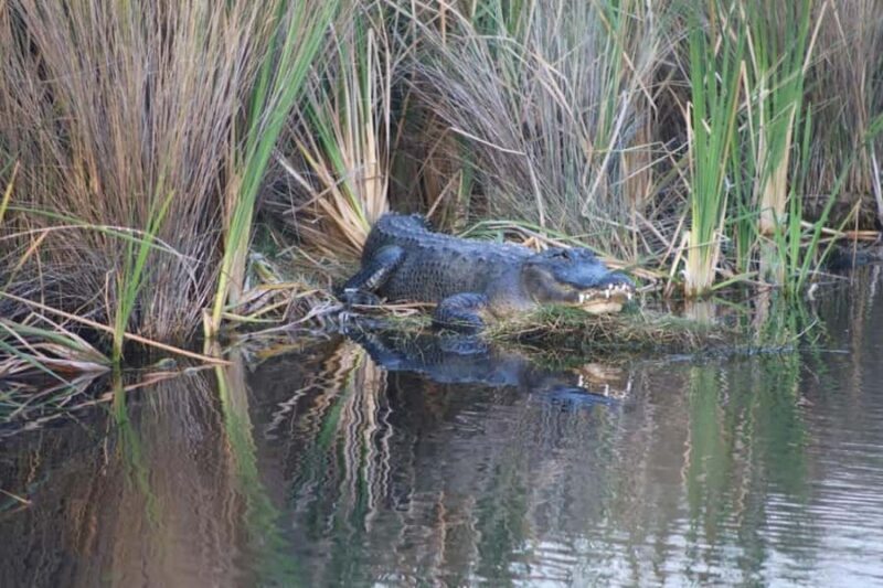 Everglades National Park: Mangrove Wilderness Tour - An Overview of the Experience