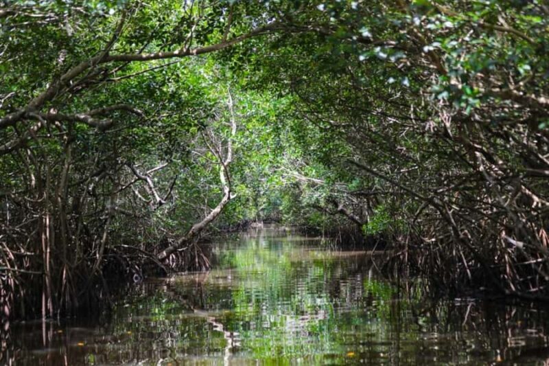 Everglades National Park: Mangrove Wilderness Tour - FAQ