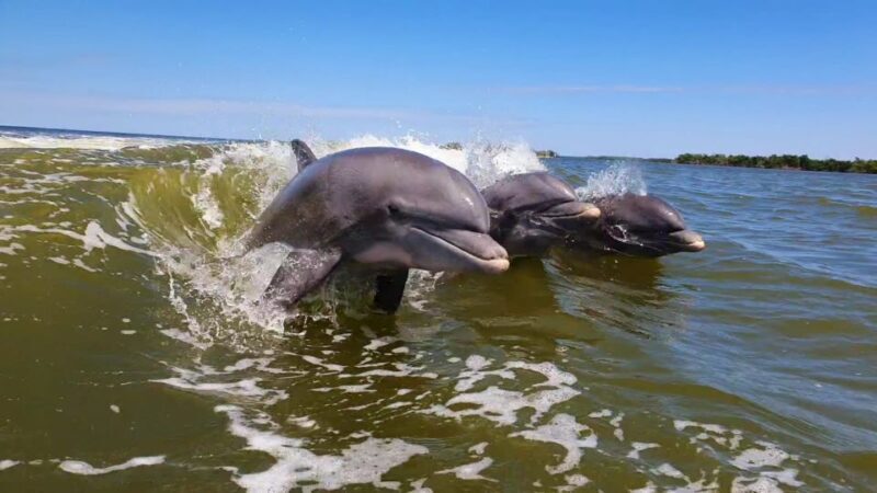 Everglades National Park: Motorboat Eco Tour - Key Points