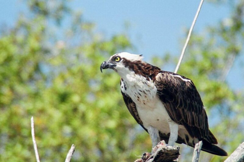 Everglades National Park: Pontoon Boat Tour & Boardwalk - Reviews and Real-Life Insights
