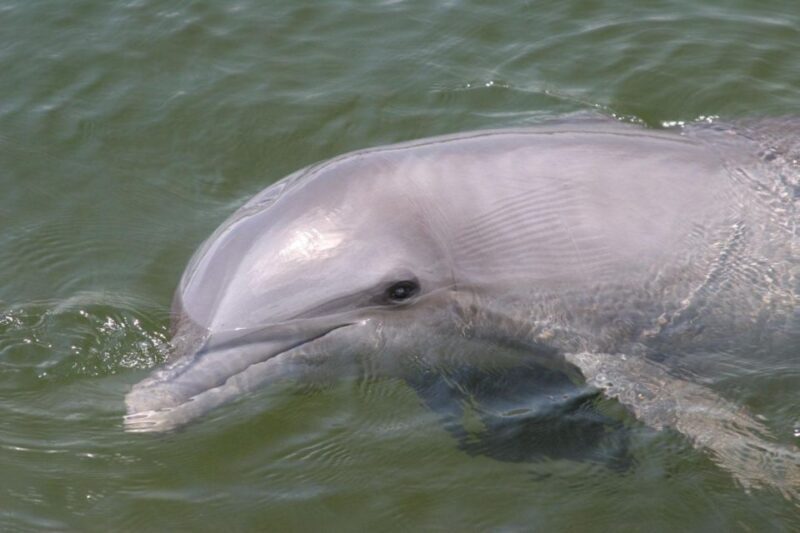 Everglades National Park: Pontoon Boat Tour & Boardwalk - Who Is This Tour Best For?
