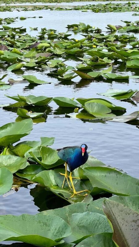 Everglades: on Flat Propelled Boat with Transportation - The Sum Up