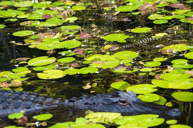 Everglades Park From Fort Lauderdale Round-trip Transportation - Pricing and Value
