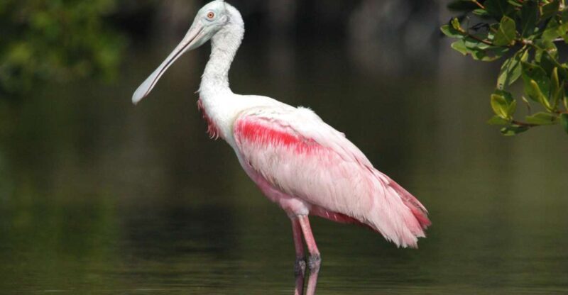 Everglades Private 2.5 Hour Photo and Birding Safari - Key Points