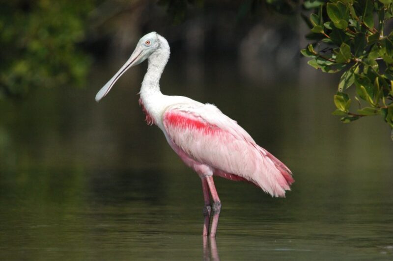 Everglades Private 2.5 Hour Photo and Birding Safari - An Overview of the Tour Experience