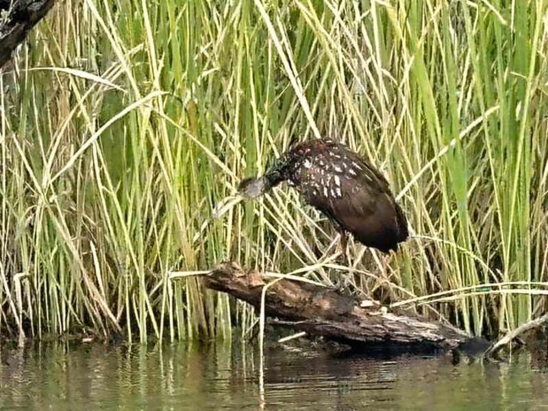Everglades: Private Kayak Tour with Guide - Price and Value: Is It Worth It?