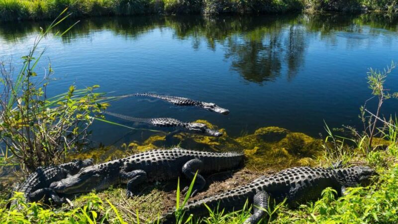 Everglades: Sawgrass Park Airboat Adventure Package - An Overview of the Sawgrass Park Airboat Adventure