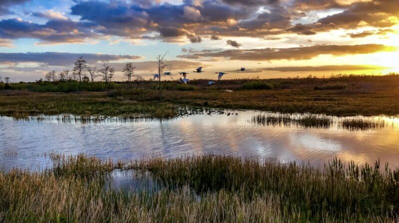 Everglades: Sawgrass Park Airboat Adventure Package - Practical Details and Tips