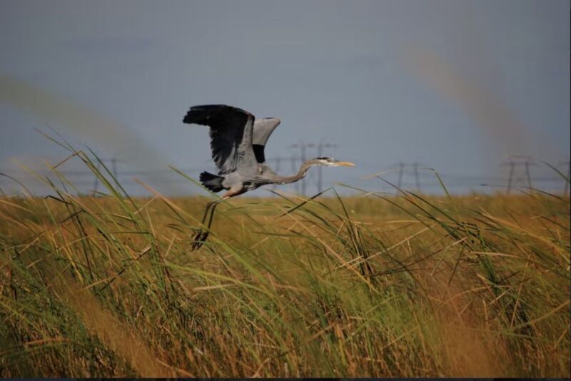 Everglades: Sawgrass Park Airboat Adventure Package - What Previous Visitors Say