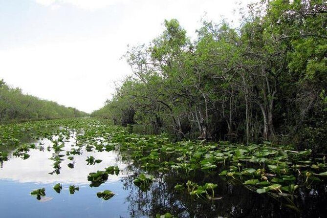 Everglades Tour in Miami - Authentic Insights from Reviewers