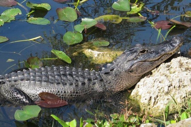 Everglades Tour in Miami - Who Should Book This Tour?
