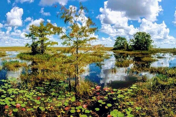 Everglades Tour w/ Biologist Led WET walk + 2 Boat Trips + Lunch! - The Sum Up