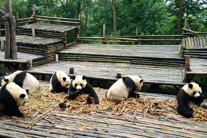Everything Panda Private Day Tour in Chengdu - Analyzing the Tour Experience in Detail