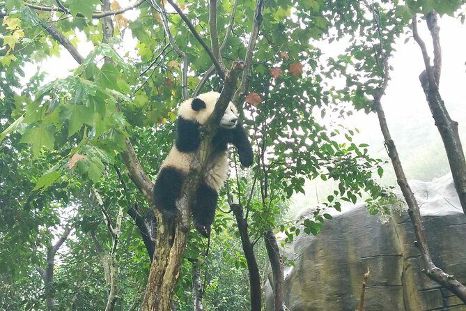 Everything Panda Private Day Tour in Chengdu - Authentic Insights From Reviewers
