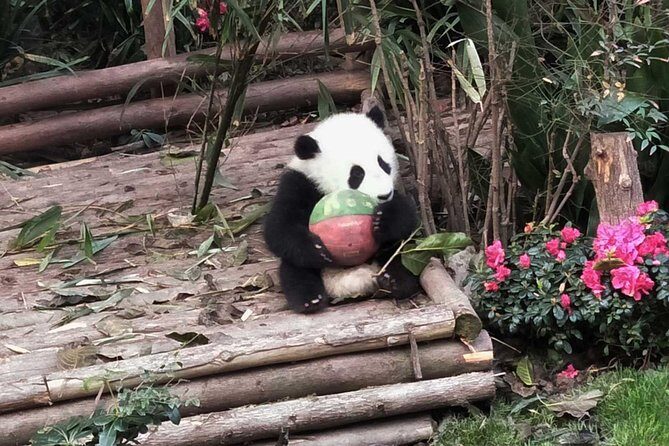 Everything Panda Private Day Tour in Chengdu - FAQs