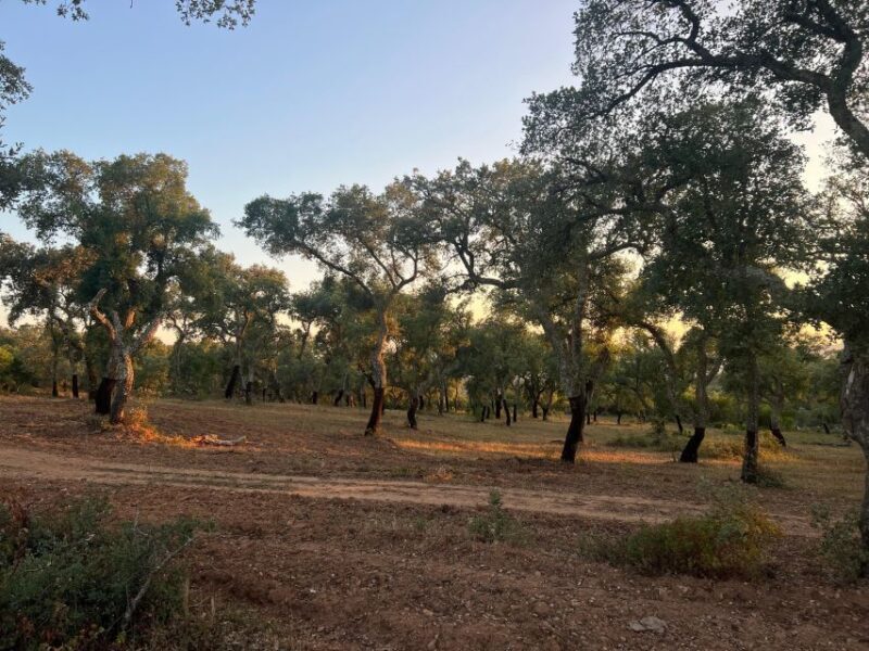 Évora: Ancient Roman Temple & Kings Christ Tour - Exploring Évora: Ancient Roman Temple & Kings Christ Tour – A Deep Dive