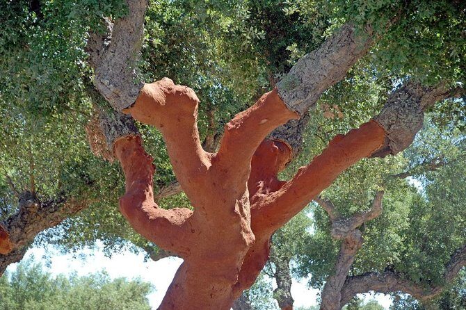 Evora and Monsaraz Wine Tasting Private Tour - Final Thoughts