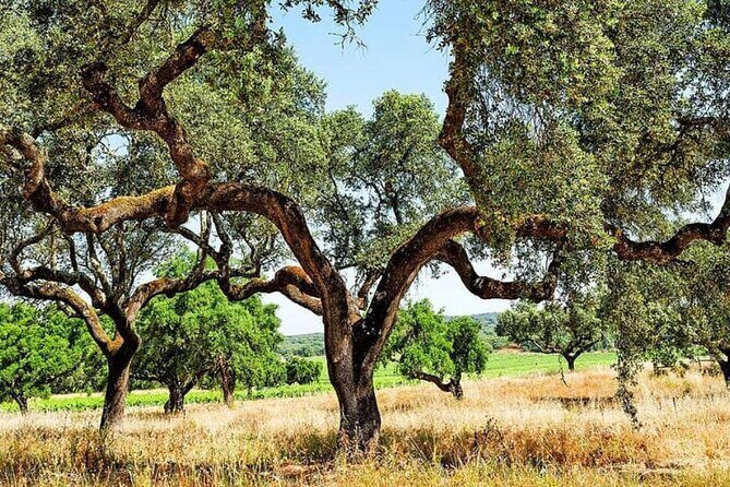 EVORA & MONSARAZ FULL-DAY PRIVATE TOUR with winery, cork & gourmet tavern - Who Will Love This Tour?
