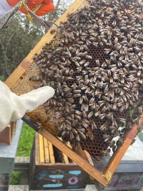 Évora or Montemor: Beekeeping Guided Tour with Honey Tasting - Key Points