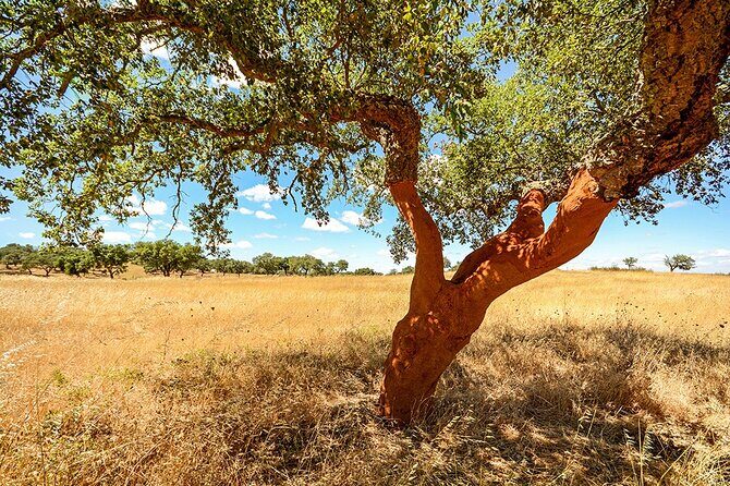 Evora Private Full Day Tour from Lisbon - Key Points