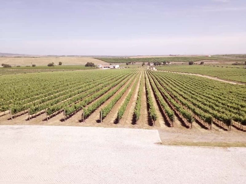 Évora town and the Olive Oil, Wine, and Cork Triangle - The Journey to the Alentejo: Comfort and Scenery