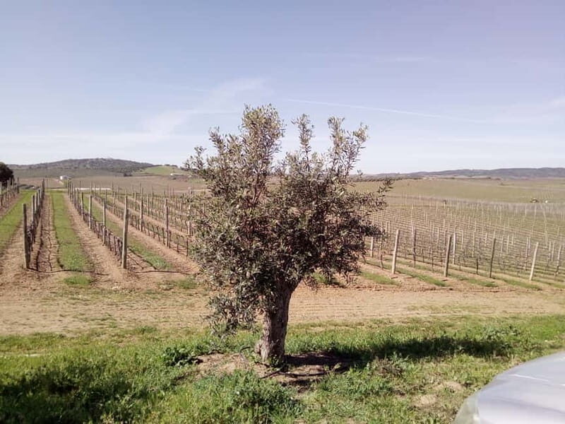 Évora town and the Olive Oil, Wine, and Cork Triangle - The Sum Up