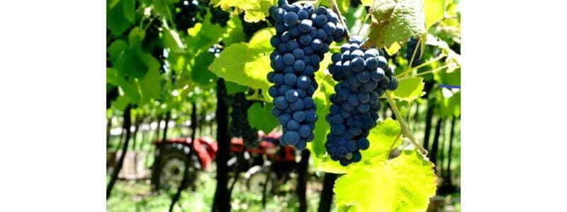 Évora town and the Olive Oil, Wine, and Cork Triangle - FAQ