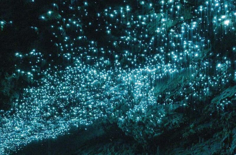 Ex Auckland Spellbound Glowworm & Cave Explorer Private Tour - Analyzing the Value