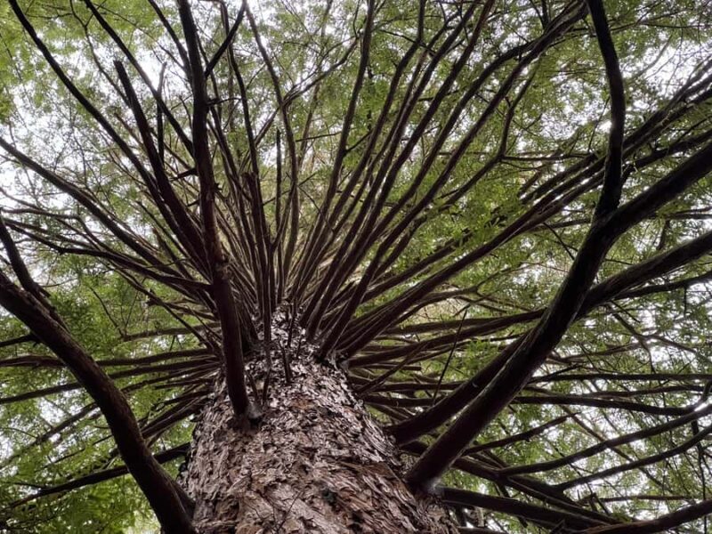Ex Hamilton: Triple Deal WAI-O-TAPU, Redwood & Blue Springs - Overview of the Tour