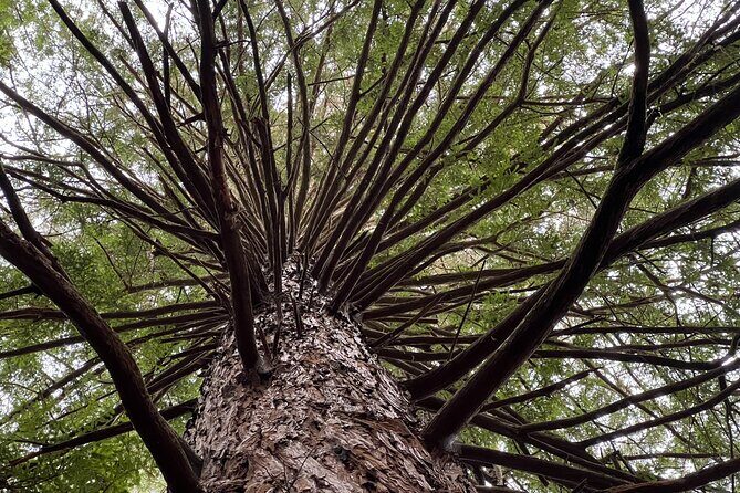 Ex Hamilton: TRIPLE DEAL Wai O Tapu, Redwood Forest & Blue Spring - Is It Worth the Price?