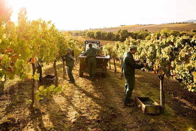 Exclusive Assisi & Sagrantino di Montefalco Wines from Florence - Introduction: A Wine and Culture Day to Remember
