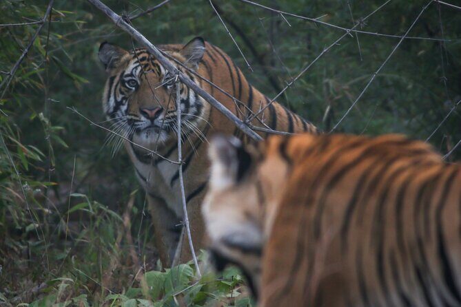 Exclusive Bandhavgarh Tiger Safari - Introduction: What Makes This Safari Special?
