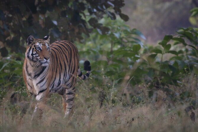 Exclusive Bandhavgarh Tiger Safari - The Itinerary: What to Expect