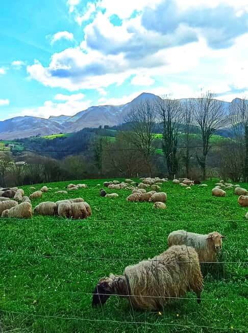 Exclusive Basque countryside - Who Is This Tour Best Suited For?