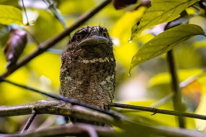 Exclusive Bird watching Private Tour With Accomodation - Tour Overview and What Makes It Special