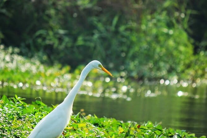 Exclusive Bird watching Private Tour With Accomodation - The Sum Up