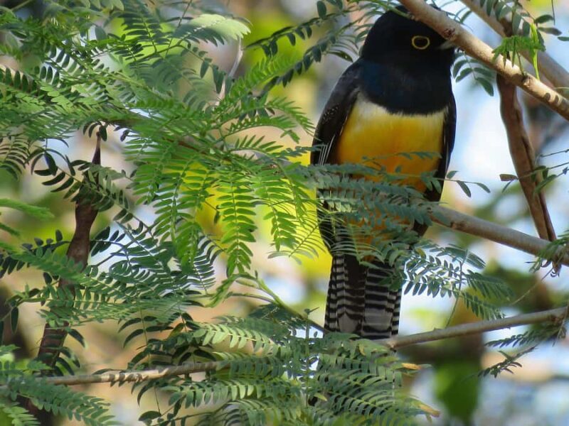 Exclusive birdwatching tour in Campeche - Key Points