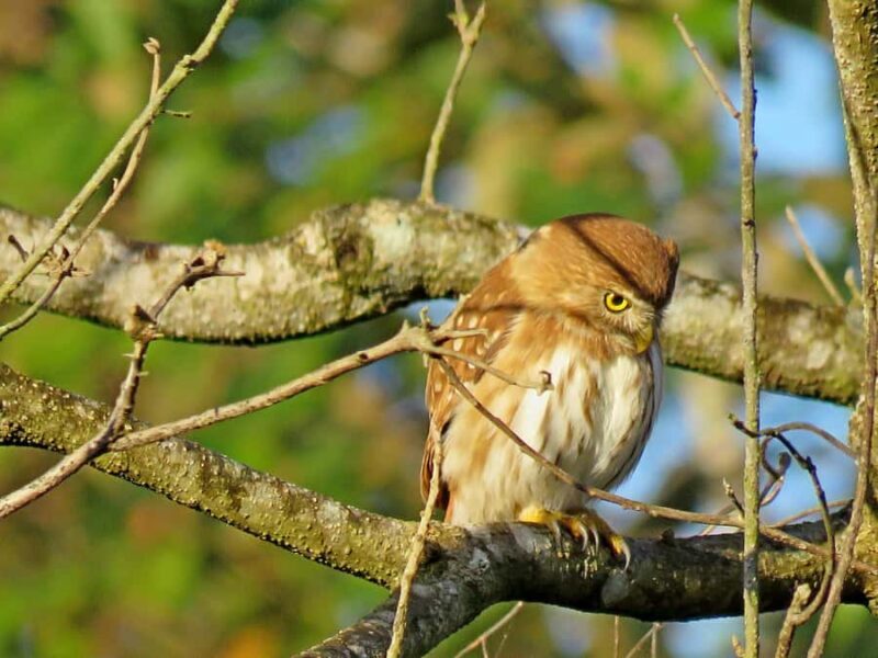 Exclusive birdwatching tour in Campeche - The Experience: What to Expect from the Campeche Birdwatching Tour
