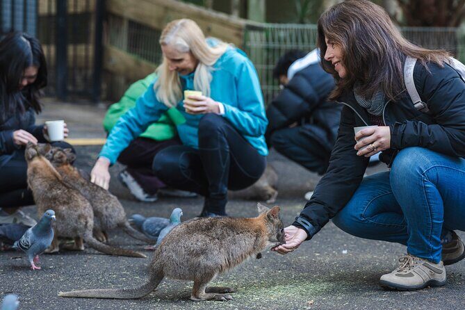 Exclusive Blue Mountains Wildlife and Bushwalk Tour From Sydney - A Full Breakdown of the Tour Experience