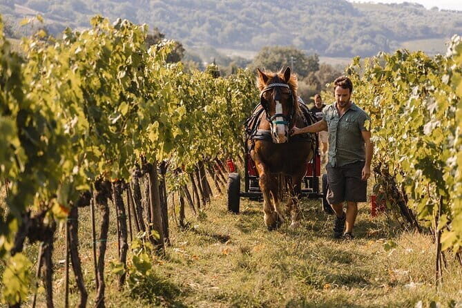 Exclusive Brunello di Montalcino tour from Florence - Considerations Before Booking