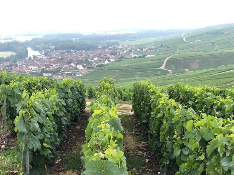 Exclusive Champagne tour: 2 family houses and restaurant - Convenience and Personalization