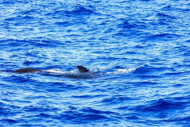 Exclusive Freebird Catamaran Whale & Dolphin to Masca From North - The Value of This Whale & Dolphin Cruise