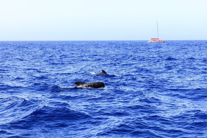 Exclusive Freebird Catamaran Whale & Dolphin to Masca From South - An In-Depth Look at the Tenerife Catamaran Whale & Dolphin Tour