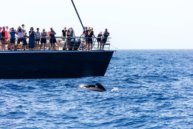 Exclusive Freebird Catamaran Whale & Dolphin to Masca From South - FAQs