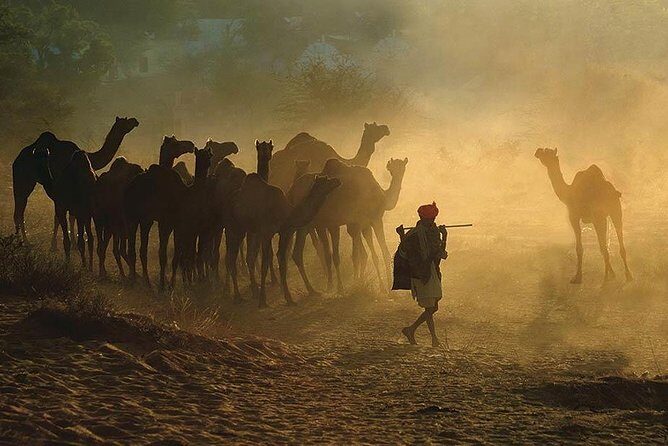 Exclusive: Guided Pushkar Day Trip from Jaipur - An In-Depth Look at the Pushkar Day Trip