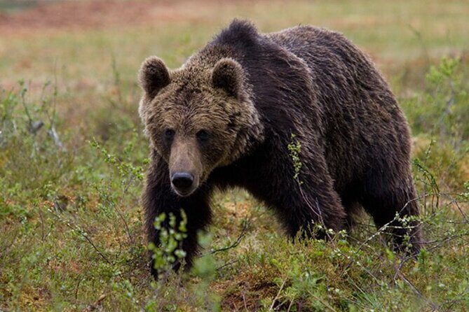 Exclusive Locations Private Bear Viewing - A Deep Dive into the Experience