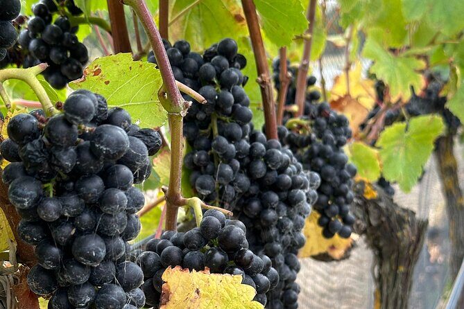 Exclusive Martinborough Wine Tour - What to Expect from the Itinerary