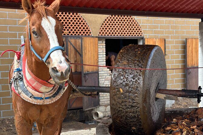 Exclusive: Monte Albán, Hierve el agua, Teotitlán & Mezcal Tour - Who Will Love This Tour?
